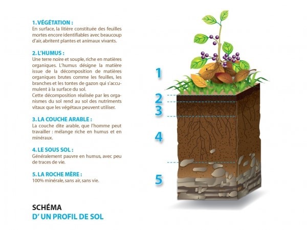 L’illustration représente un sol vu en coupe. On distingue les différentes couches, respectivement de haut en bas :  1.	la végétation : en surface la litière est constituée des feuilles mortes, encore identifiables, avec beaucoup d’air, abritent plantes et animaux vivants ;  2.	l’humus : désigne la matière, noire, souple, issue de la décomposition de matières organiques brutes comme les feuilles, les branches et les tontes de gazon qui s’accumulent à la surface du sol. Cette décomposition réalisée par les o