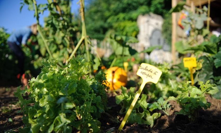 Comment utiliser son compost au jardin ?, Particuliers