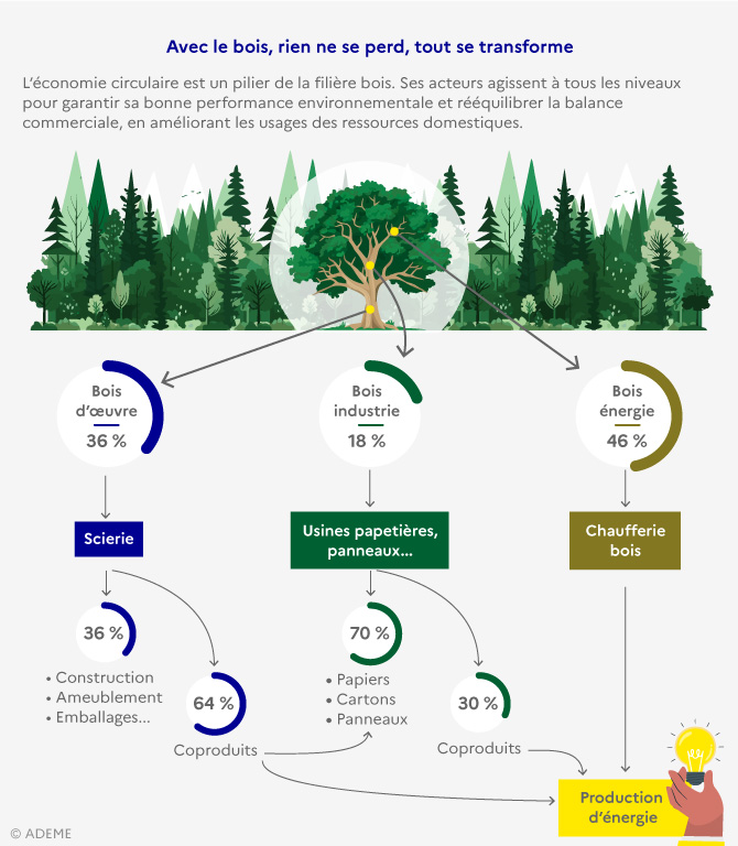 Infographie : avec le bois, rien ne se perd, tout se transforme