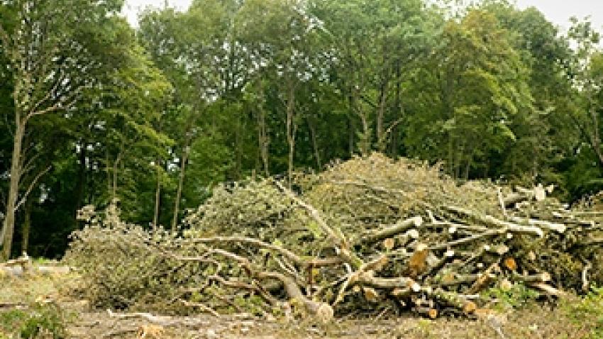 bois-foret-biomass-rex.jpg
