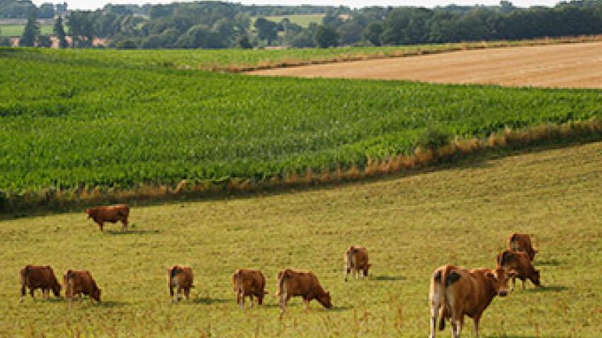 pat-pays-de-la-loire-campagne-rex.jpg