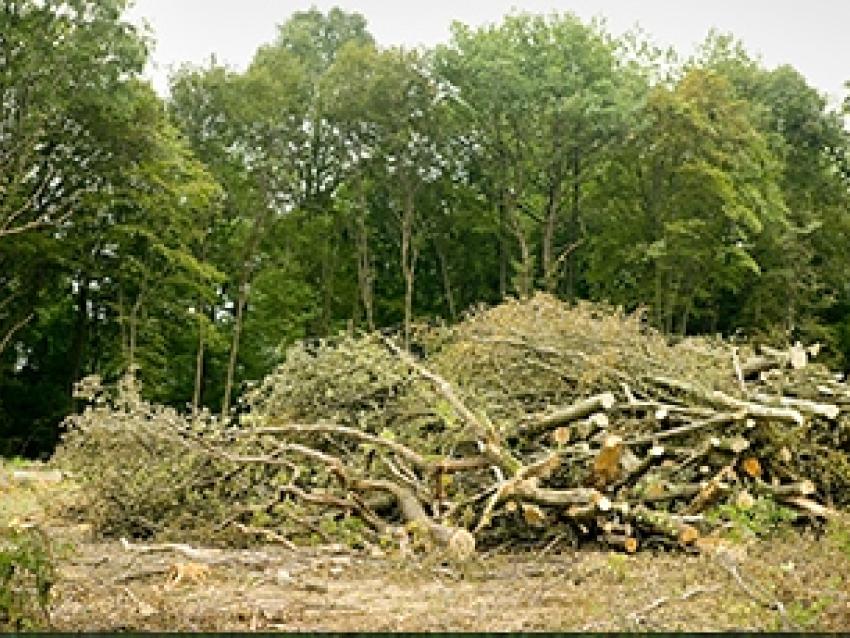 bois-foret-biomass-rex.jpg