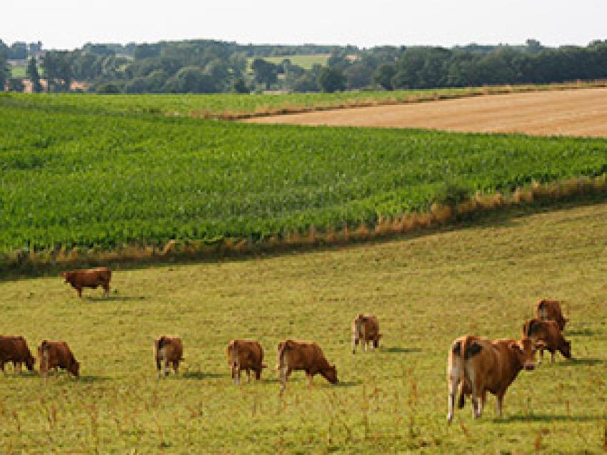 pat-pays-de-la-loire-campagne-rex.jpg