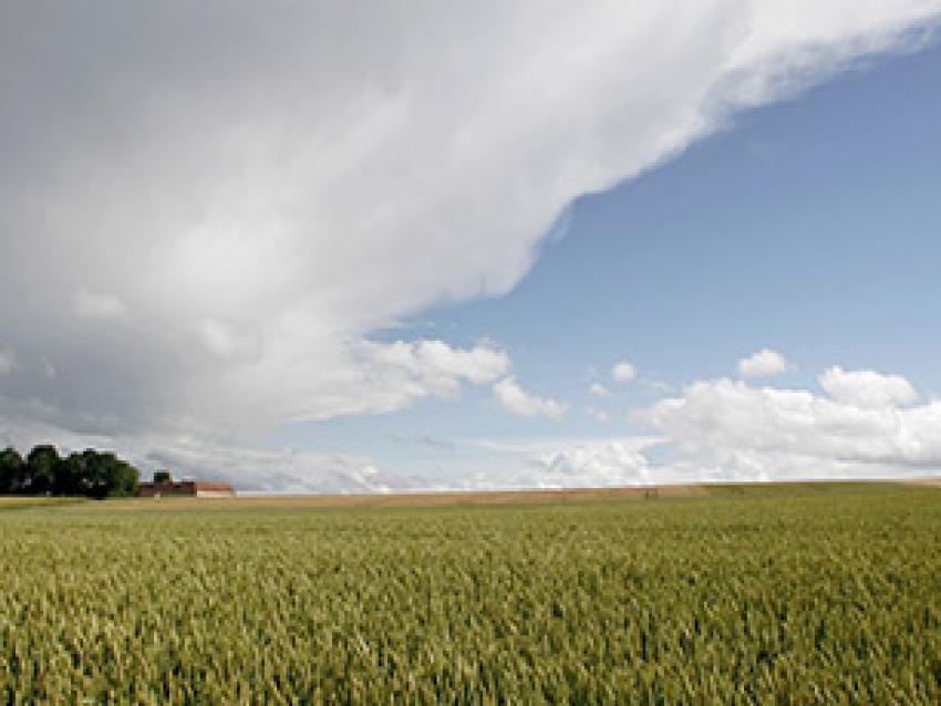 pat-pays-de-la-loire-champ-rex.jpg